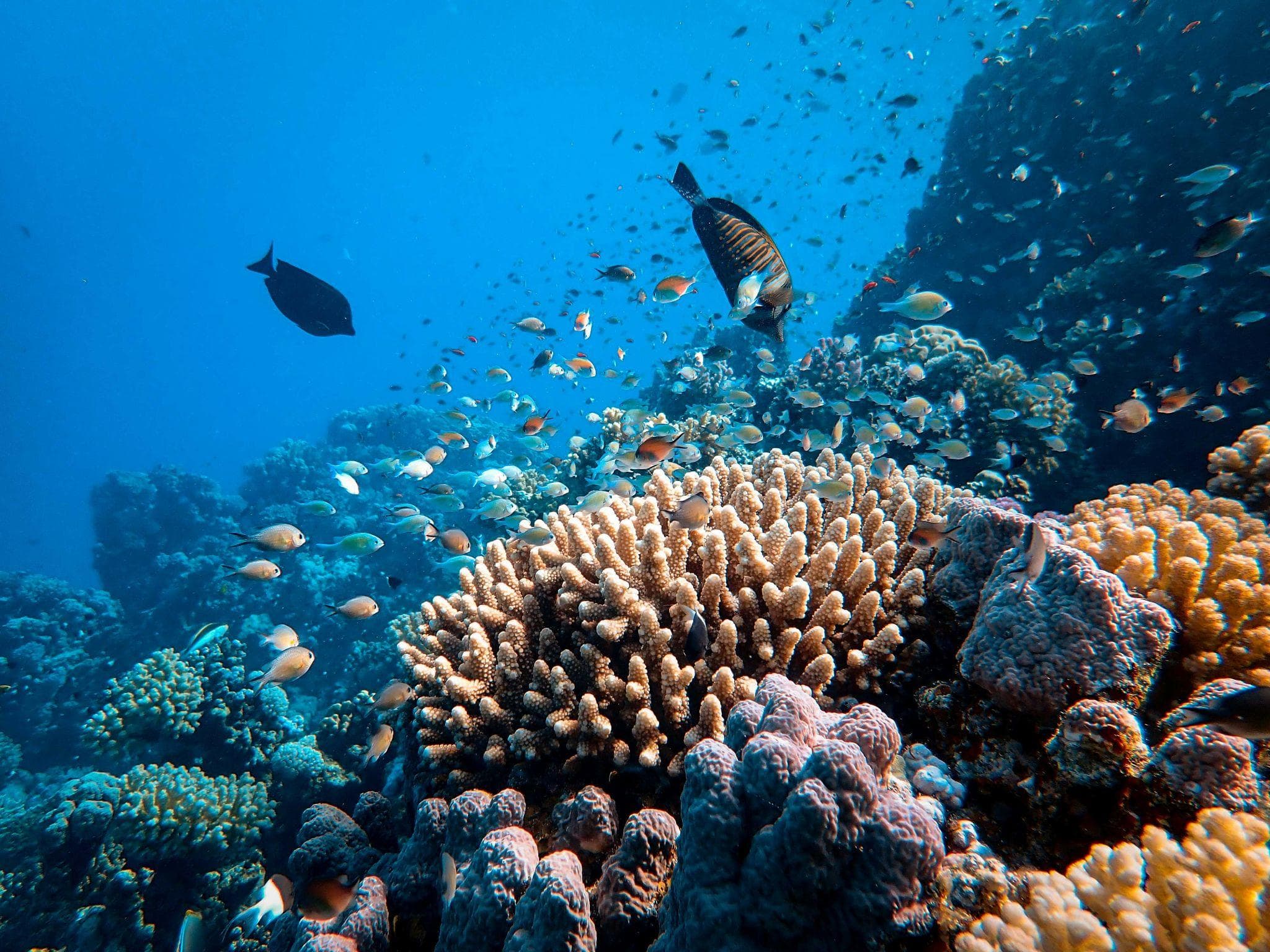 Coral reef with diverse marine life
