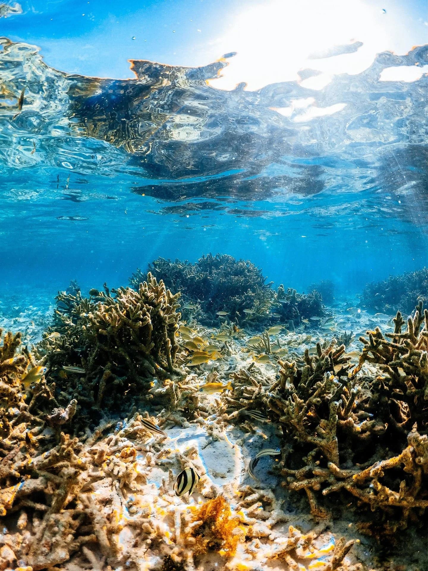 Sea