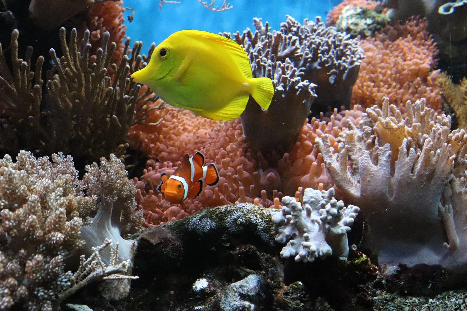 Anemone